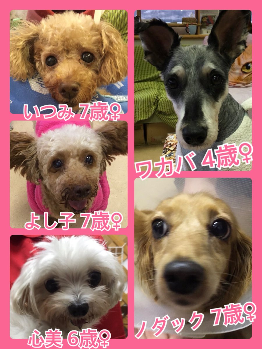 🐾今日の里親様募集中ワンコ🐶メンバーです🐾2019,11,26